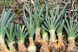 【期間限定】葉付き新玉ねぎ4kg 農薬・化学肥料不使用