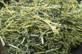 全部茶（2026年）　農薬・肥料不使用 加茂自然農園のお茶
