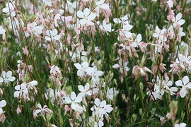 2個セット ガウラ リンドハイメリー （白蝶草）ホワイトガーデン イングリッシュガーデン 花苗 多年草 宿根草