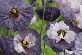 2個セット ポピー アメージング グレイ イングリッシュガーデン 花苗