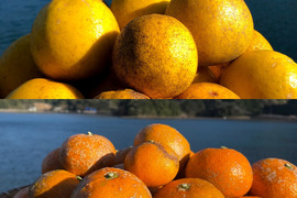 お試し　2種の柑橘食べ比べセット【和製グレープフルーツ&熊本みかん 白川】箱込み1kg