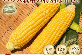甘い！ハウスで育てたトウモロコシ【ゴールドラッシュNEO】6本入り