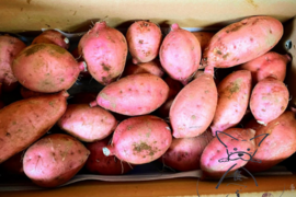 【本場種子島の安納芋】掘りたて！ほくほくの安納芋(2キロ）※本州にお届けの方