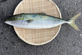【江田島産】天然ワカナ