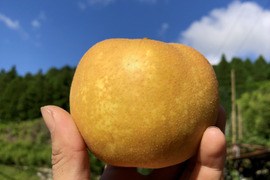 【大人気】りんご屋さんの梨🍐『幸水』3キロ箱満杯詰