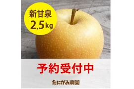 予約数量限定「新甘泉」2.5キロ(5～9玉)　※９月上旬発送  たにがみ農園 果汁たっぷり‼ 鳥取県 梨 nashi しんかんせん