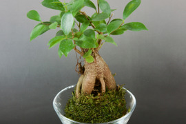 〜優しい空間を〜　苔玉ガジュマル