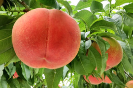 あかつき🍑数量限定🍑早生品種🍑朝採り🍑【自宅用】訳あり品🍑7月下旬収穫予定です