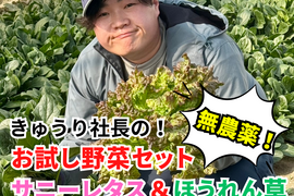 農薬不使用野菜セット／朝どれ【サニーレタス4袋&ほうれん草8袋セット】常温配送