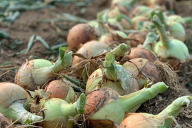 【農家直送】★新たな産地を目指して★福島県産新玉ねぎ
