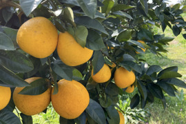 加工にオススメ！加工用 熊本県天草産 河内晩柑 9kg