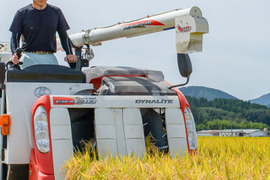 【令和7年産】際立つ粒の存在感。『雪若丸』　無洗米　５kg　山形県鶴岡市産