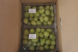 岩手県産【訳あり】シャインマスカット 2パック(1.4kg)