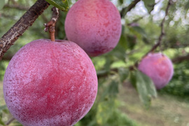 ＼そろそろ旬／【すもも】太陽 約1.5キロ 【プラム】山形県産