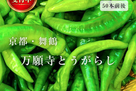 【予約販売】京都・舞鶴産 朝採れ万願寺とうがらし 良品 約1ｋg