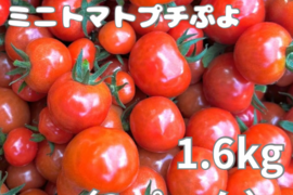 ミニトマトプチぷよ1.6kg