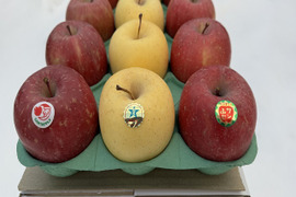 サンふじ＆金星　家庭用　約３キロ　紅白りんごの詰合せ　祝事やお正月に
