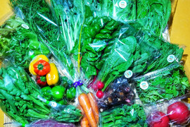 【大雪】魚の町で長年育ててもらった野菜セット９～１２品目