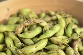〈晩期〉丹波篠山黒枝豆さや600g  ‘24/10/24(木)〜10/30(水)順次発送