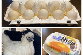 【栄養満点大特価】烏骨鶏(漢方鶏)の卵24個【富士の極卵】DHA/EPAは青魚だけじゃないセール