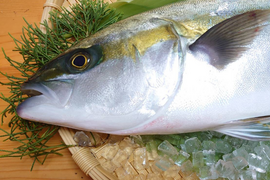 “ブリ＆ヒラマサの良い所取り！”養殖ブリヒラ1尾/箱