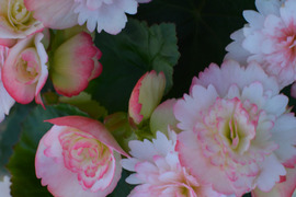 【贈答用】可愛らしい色合いと個性的な花弁が大人気のエラチオールベゴニア【シンディーフリンジ】4.5寸。