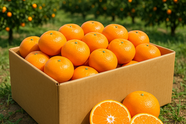 甘さしか勝たん！宮川早生10kg