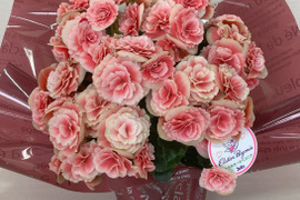 エラチオールベゴニア【ボリアス】4.5寸　人気品種のミドルサイズ。覆輪の花の魅力がお手軽に楽しめます。