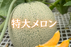 鮮やかな果肉！赤肉らしいコクとすっきりした後味！香り華やかなルピアレッドメロン（赤肉）5L2玉