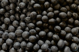 黒く艶めく甘い黒豆煮に♪A級品とB級品セット！2025年丹波篠山黒大豆 A級500g＋B級250g / レシピ付き