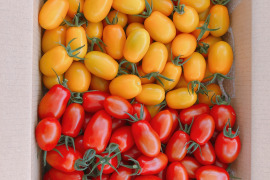 アイコ ミニトマト 3キロ詰 2色セット
（赤色、黄色）