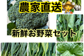 農家直送✨朝採れ新鮮野菜セット お得な詰め合わせ（ほうれん草 小松菜 レタス 九条ねぎ 小かぶ ブロッコリー）