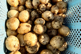 沖縄にお届け価格☆新じゃが10キロ【掘り立てをお届け】