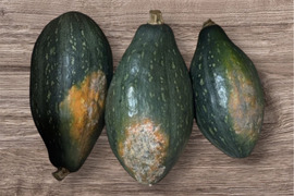 【サラダカボチャ】万次郎（２ヶ月間追熟後）生まるごと（2～2.5kg/個）３個入