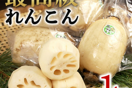 茨城県産愛情たっぷり！！うめぇ～レンコン１～３節お試しセット　1kg真空　☆彡
