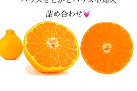 大人気💓ハウス不知火3kg(デコポンと同品種)とハウスせとか1kg詰め合わせ
