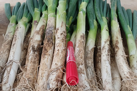 🚨霜に当たり甘さの増した【至福の極甘ネギ❗️❗️】✅🎁人気NO.1✅🎁M／L混合【4本増量❗ 】22本<2.8kg>❗3,000円→980円❗️❗️ ✨信州産✨【特別栽培】✨【無消毒栽培】