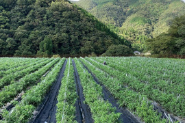 【１人１回だけの特別品】兵庫県香美町産「たじまのピーマン１ｋｇ」