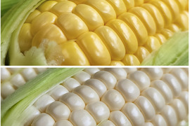 【朝採り!!】あなたは黄色派？それとも白色派？2色のとうもろこしの食べ比べセット!!