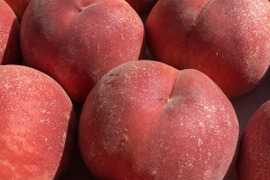 『夏ギフト』なつっこ🍑高糖度で硬めの桃✨朝採りその日に発送します