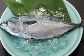 新星！養殖スマ(媛スマ)冷凍皮付ロイン(300g~330g) 2パック/箱