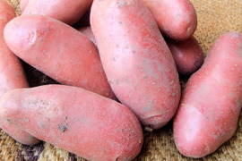 フランスの定番！シェリー 1.5kg(10-18個程度) 掘りたて土付き新じゃが