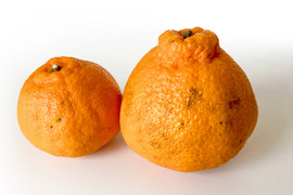 【予約】不知火〈訳あり・サイズ混合〉約15kg　※発送は2月上旬頃開始予定