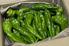 夏の人気野菜☆旨味たっぷり！農薬不使用『万願寺とうがらし 1kg』