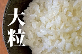 大粒で冷めても美味しい！　【新米】特別栽培米ひゃくまん穀（白米）4.5kg 　令和5年石川県産