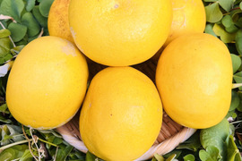 [自然栽培]淡路島産ブンタン(2kg)栽培期間中農薬不使用、肥料不使用