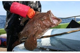 激安❗️卸価格‼️ 高級料亭で使用されているアンコウ❗　鮟鱇　青森産　キアンコウ
1匹4〜6kg 余った他の魚があればサービスで同梱致します⭐️
