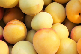 【予約販売】芳醇な甘い香りが広がる南高梅（完熟梅）｜梅シロップ・梅酒・梅干しにおすすめ｜2Lサイズ以上｜良品相当（C級）5kg｜やまと農園（和歌山県みなべ町）