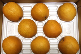 【冬ギフト】鳥取県産 王秋 梨 5kg