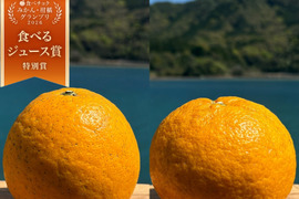 箱込み12kg 紅河内晩柑&甘夏　栽培期間中に農薬、化学肥料不使用 柑橘セット【柑橘食べ比べ】